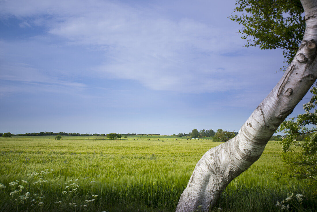 Weizenfeld und Feldlandschaft mit einem Birkenstamm im Nationalpark Vorpommersche Boddenlandschaft, Ahrenshoop, Fischland-Darß-Zingst, Mecklenburg Vorpommern, Deutschland