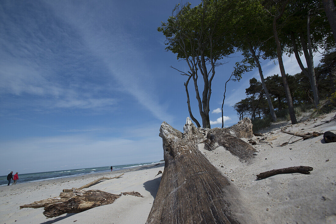 Beach landscape at west beach in the Western Pomerania Lagoon Area National Park, West beach, Fischland-Darss-Zingst, Mecklenburg-Western Pomerania, Germany