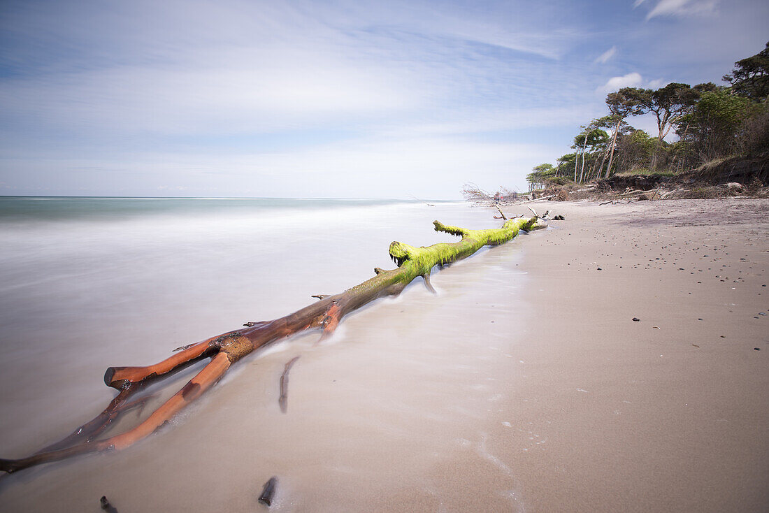 Beach landscape at west beach in the Western Pomerania Lagoon Area National Park, West beach, Fischland-Darss-Zingst, Mecklenburg-Western Pomerania, Germany