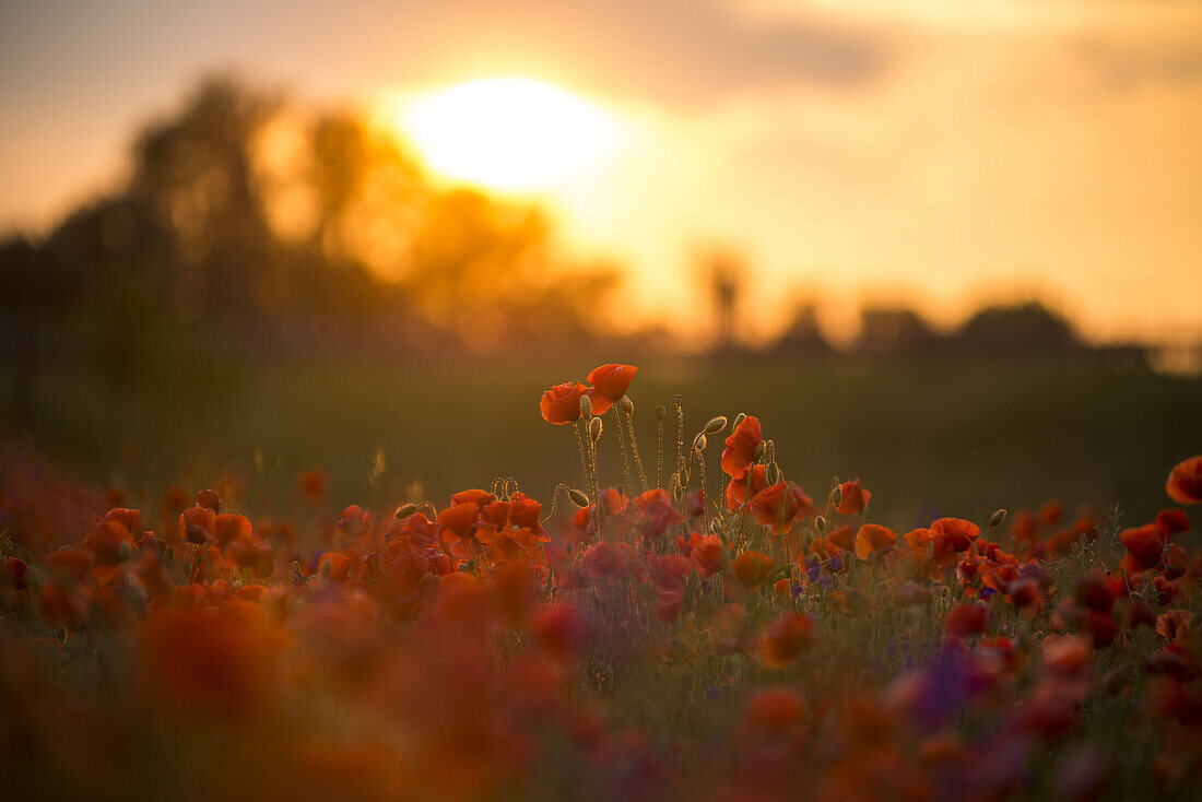 Mohnblumen im Gegenlicht vor Sonnenuntergang auf einem Feld in München Langwied, München, Bayern, Deutschland