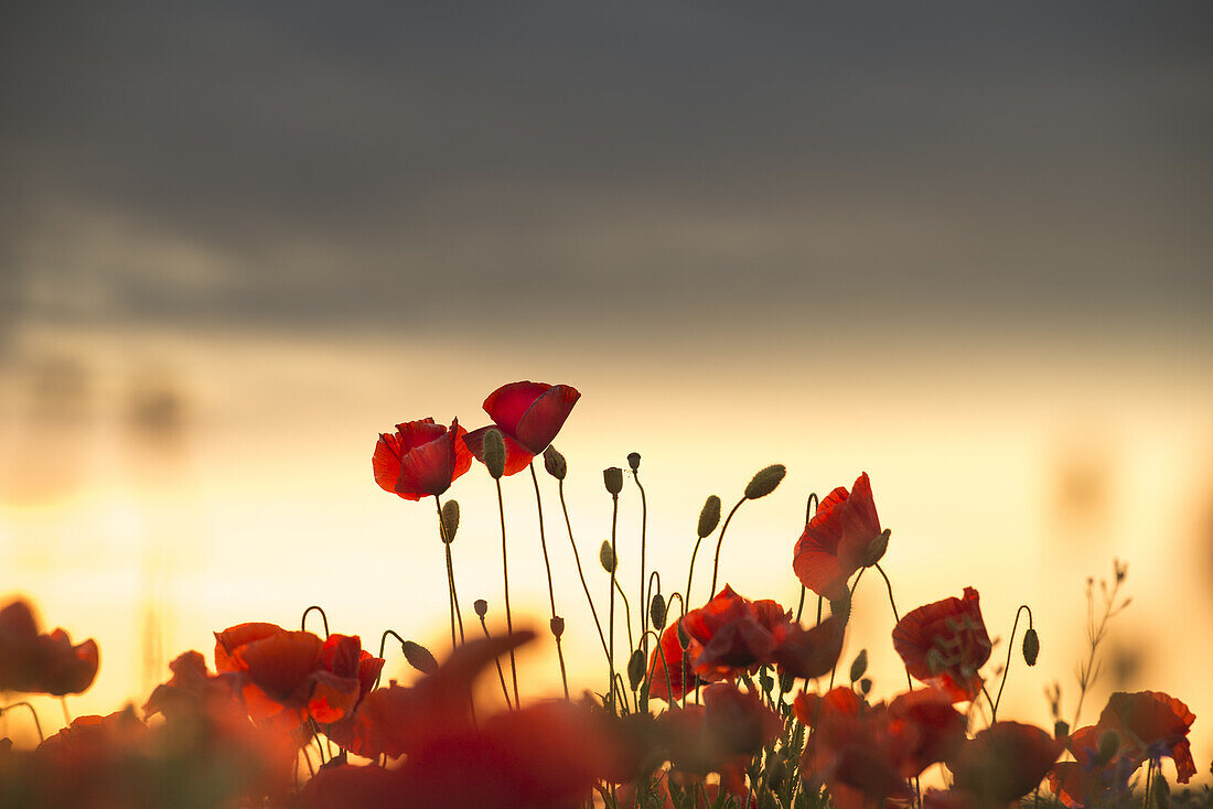 Poppies against the light before sunset on a field in Munich Langwied, Munich, Bavaria, Germany
