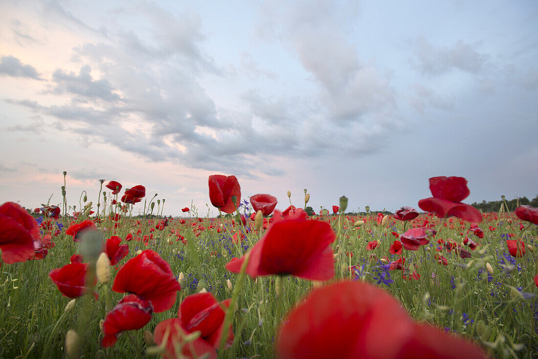 Poppies in the evening mood in a field in Munich Langwied, Munich, Bavaria, Germany
