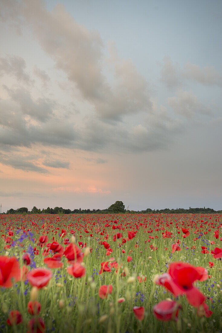 Mohnblumen in der Abendstimmung auf einem Feld in München Langwied, München, Bayern, Deutschland