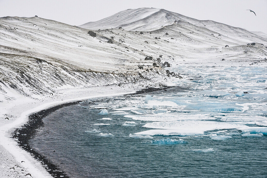Möwe über Gletschersee Jökulsarlon mit Eisbergen und verschneitem Ufer am Vatnajökull, Breiðamerkursandur zwischen dem Skaftafell-Nationalpark und Höfn, Ostisland, Island, Europa