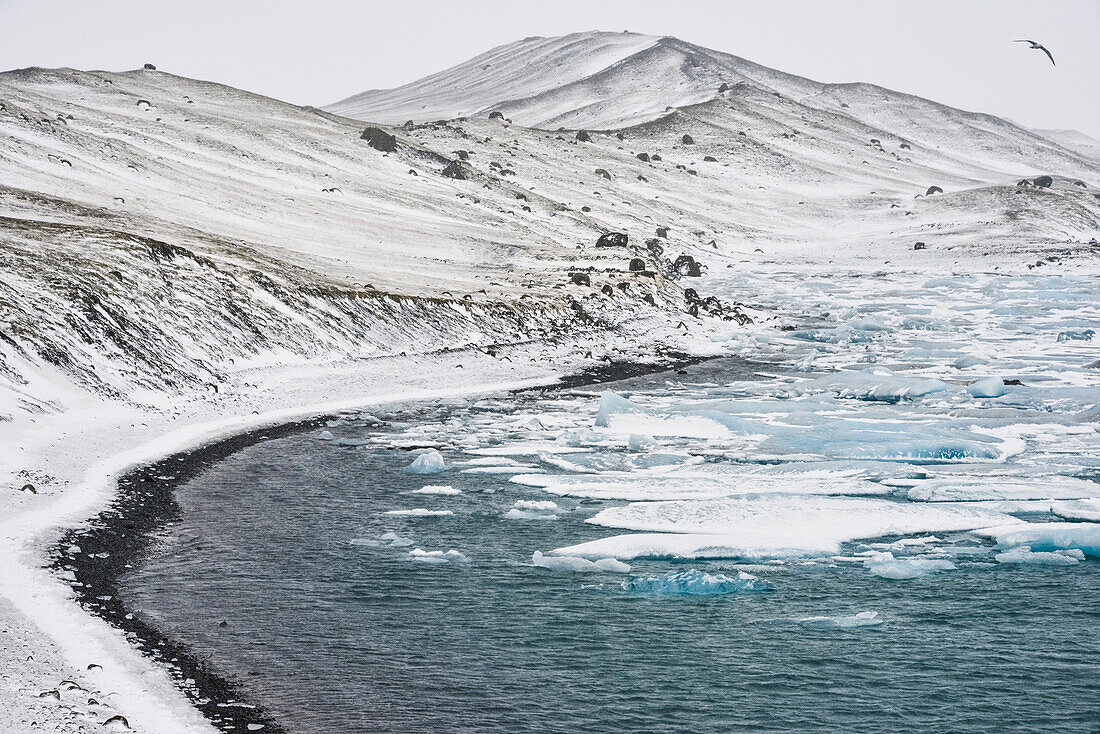 sea gull over glacial lake Jokulsarlon with icebergs and snowy shore at Vatnajokull,  Breidamerkursandur between Skaftafell National Park und Hofn, East Iceland, Iceland, Europe