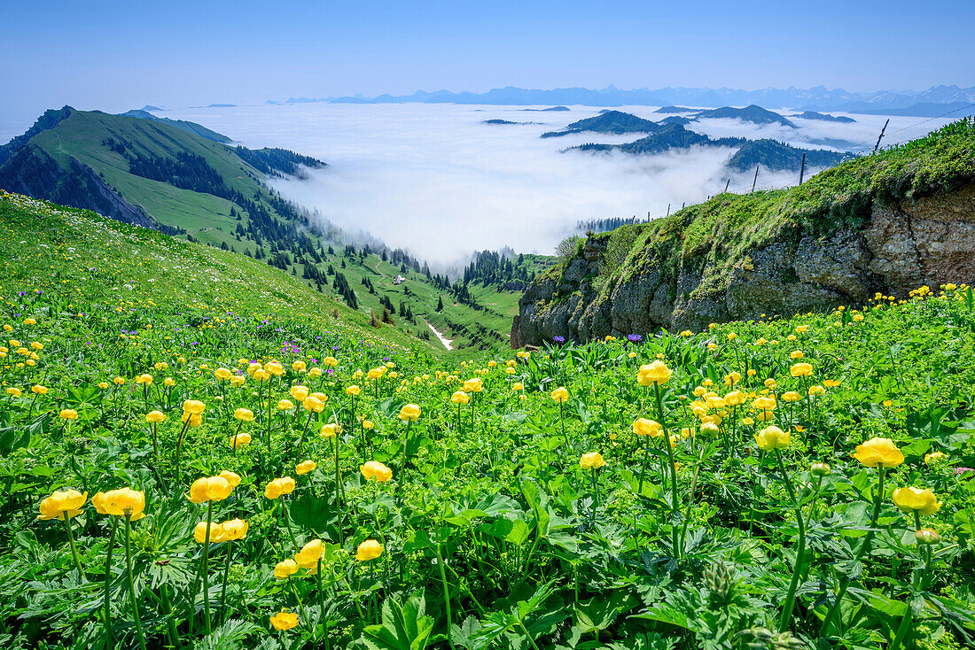 Meadow with globeflowers, Allgaeu Alps and valley fog in background, Hochgrat, Nagelfluh range, Allgaeu Alps, Allgaeu, Svabia, Bavaria, Germany