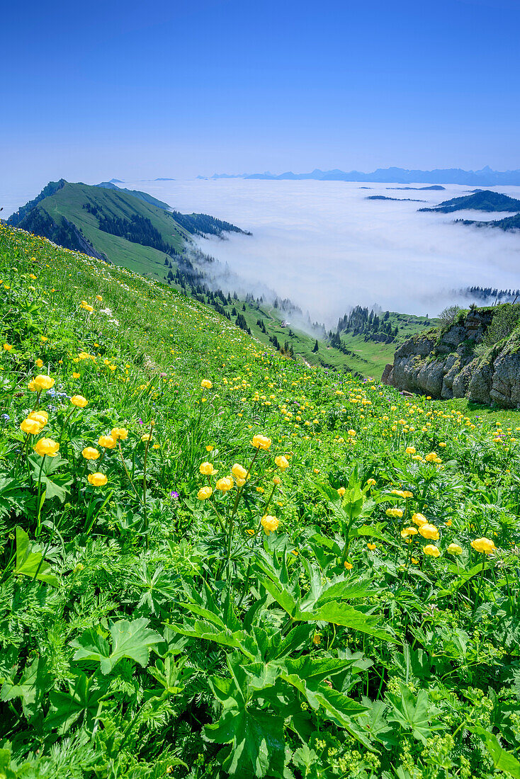 Blumenwiese mit Trollblumen, Allgäuer Alpen und Nebelmeer im Hintergrund, Hochgrat, Nagelfluhkette, Allgäuer Alpen, Allgäu, Schwaben, Bayern, Deutschland