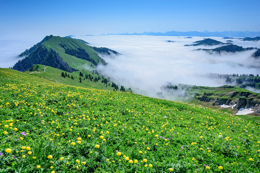 Blumenwiese mit Trollblumen, Allgäuer Alpen und Nebelmeer im Hintergrund, Hochgrat, Nagelfluhkette, Allgäuer Alpen, Allgäu, Schwaben, Bayern, Deutschland