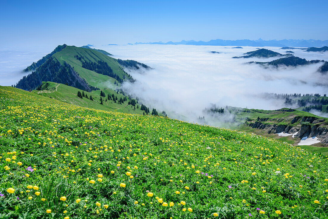 Meadow with globeflowers, Allgaeu Alps and valley fog in background, Hochgrat, Nagelfluh range, Allgaeu Alps, Allgaeu, Svabia, Bavaria, Germany