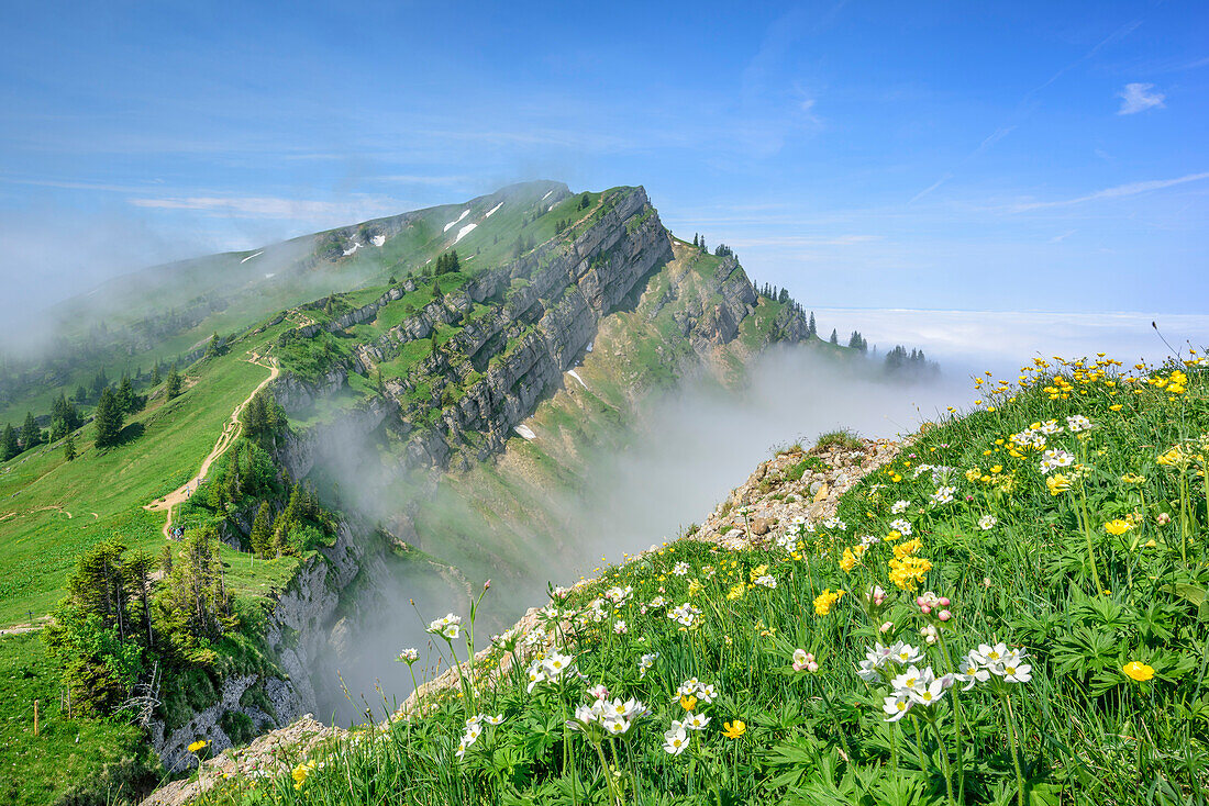 Blumenwiese mit Hochgrat im Hintergrund, vom Rindalphorn, Nagelfluhkette, Allgäuer Alpen, Allgäu, Schwaben, Bayern, Deutschland
