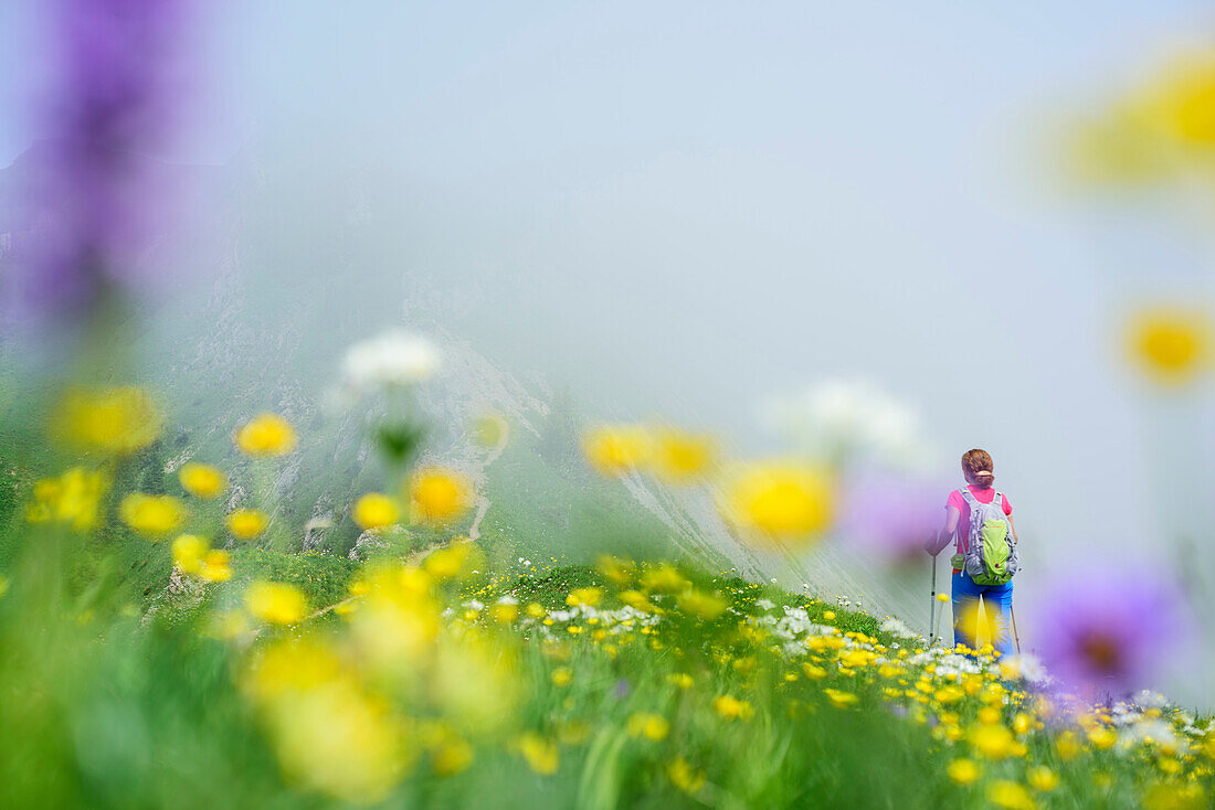 Frau wandert durch Blumenwiese, Nagelfluhkette, Allgäuer Alpen, Allgäu, Schwaben, Bayern, Deutschland
