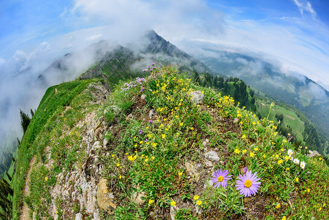 Steiler Wiesengrat, Nagelfluhkette, Allgäuer Alpen, Allgäu, Schwaben, Bayern, Deutschland