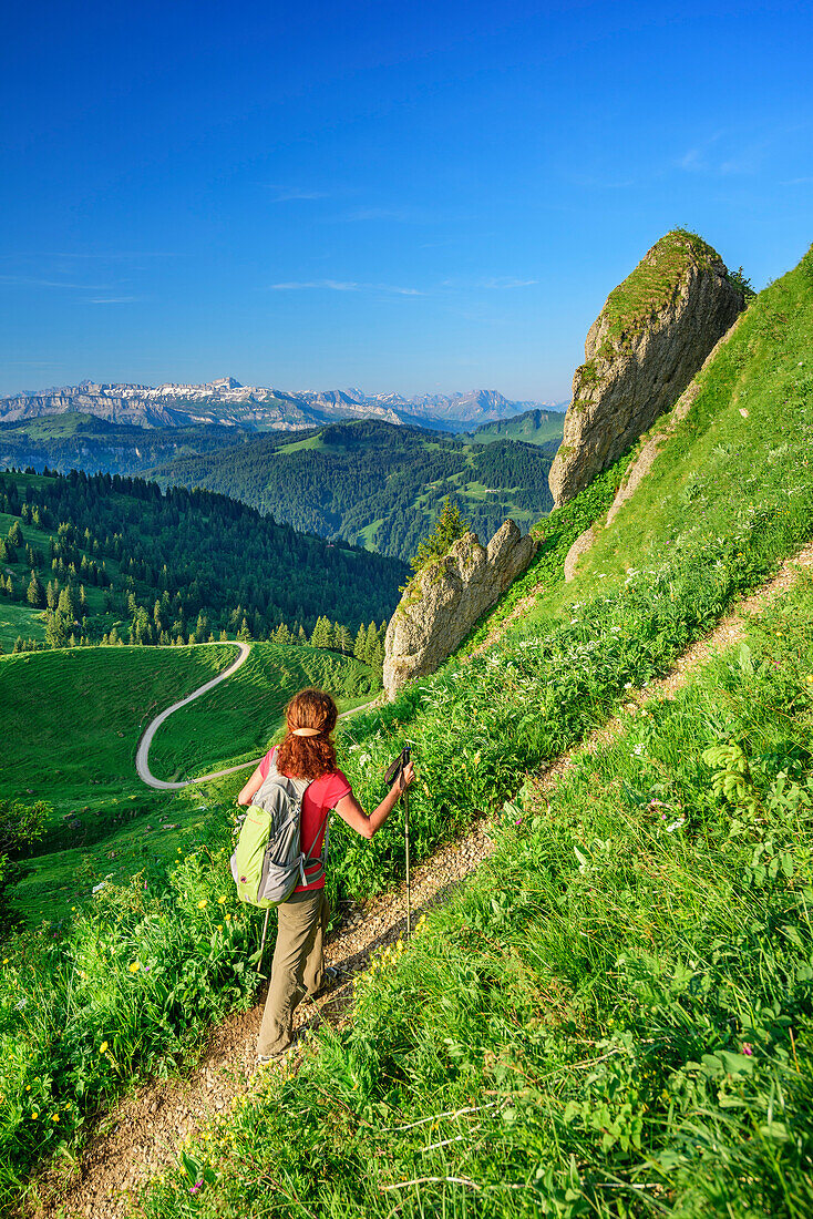 Woman hiking ascending towards Siplingerkopf, Gottesackerwaende and Hoher Ifen in background, Siplingerkopf, valley of Balderschwang, Allgaeu Alps, Allgaeu, Svabia, Bavaria, Germany