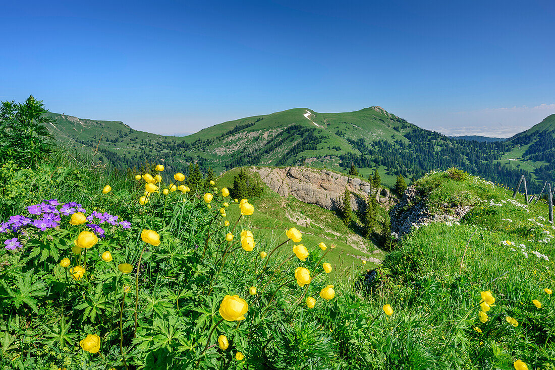 Meadow with flowers at Heidenkopf with Nagelfluh range in backgr, Heidenkopf, valley of Balderschwang, Allgaeu Alps, Allgaeu, Svabia, Bavaria, Germany