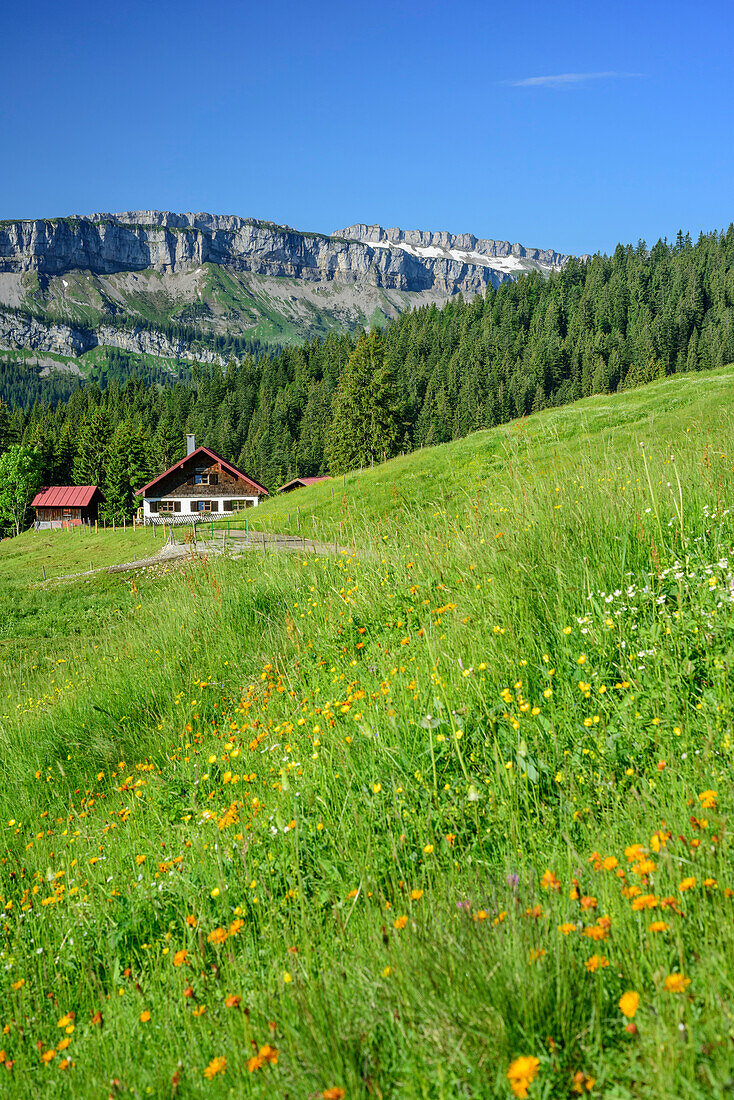 Blumenwiese vor Alm, Gottesackerwände im Hintergrund, Besler, Balderschwanger Tal, Allgäuer Alpen, Allgäu, Schwaben, Bayern, Deutschland