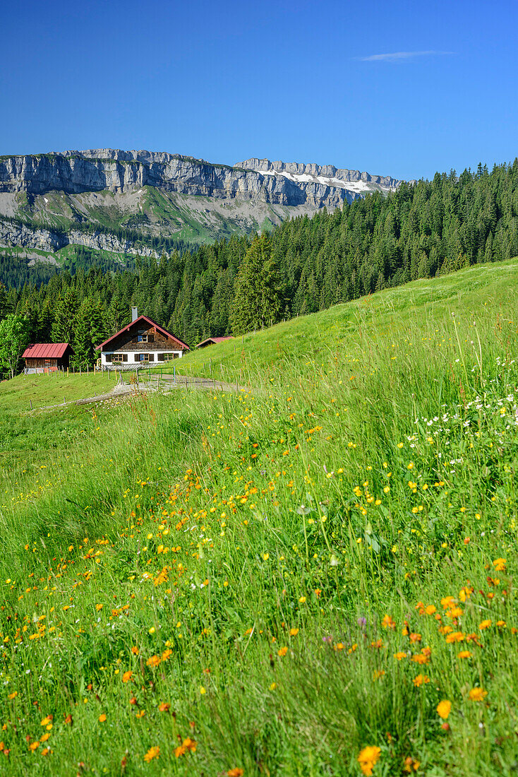 Meadow with flowers in front of alpine hut, Gottesackerwaende in background, from Besler, valley of Balderschwang, Allgaeu Alps, Allgaeu, Svabia, Bavaria, Germany