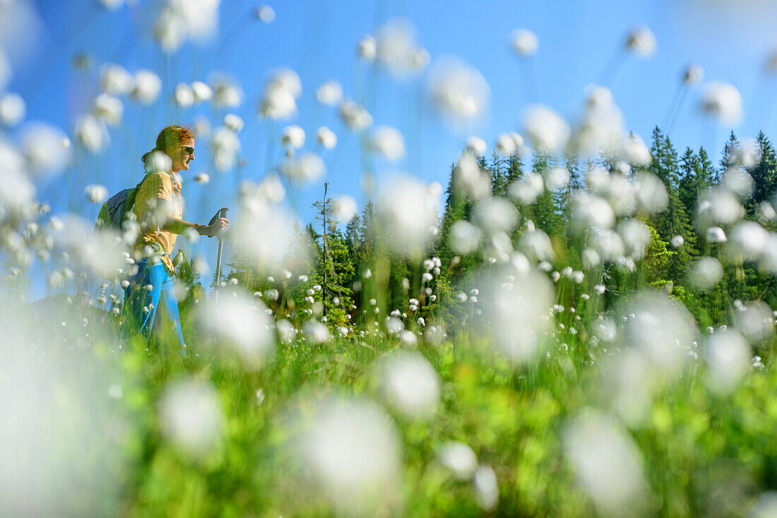 Woman hiking through meadow with cotton grass, Piesenkopf, valley of Balderschwang, Allgaeu Alps, Allgaeu, Svabia, Bavaria, Germany
