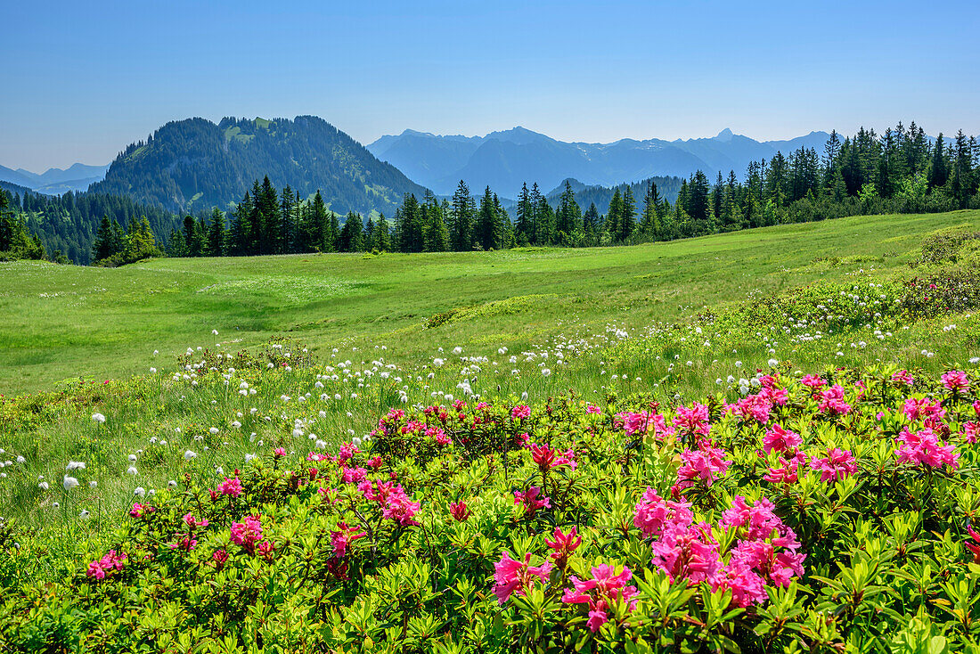 Meadow with Alpine roses and cotton grass, Besler in background, Piesenkopf, valley of Balderschwang, Allgaeu Alps, Allgaeu, Svabia, Bavaria, Germany