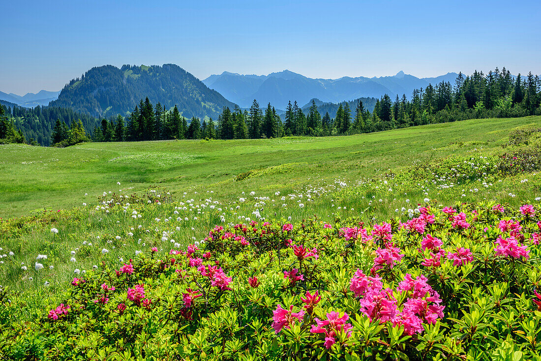 Wiese mit Alpenrosen und Wollgras, Besler im Hintergrund, Piesenkopf, Balderschwanger Tal, Allgäuer Alpen, Allgäu, Schwaben, Bayern, Deutschland