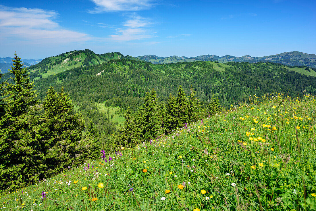 Blumenwiese mit Feuerstätterkopf im Hintergrund, Piesenkopf, Balderschwanger Tal, Allgäuer Alpen, Allgäu, Schwaben, Bayern, Deutschland