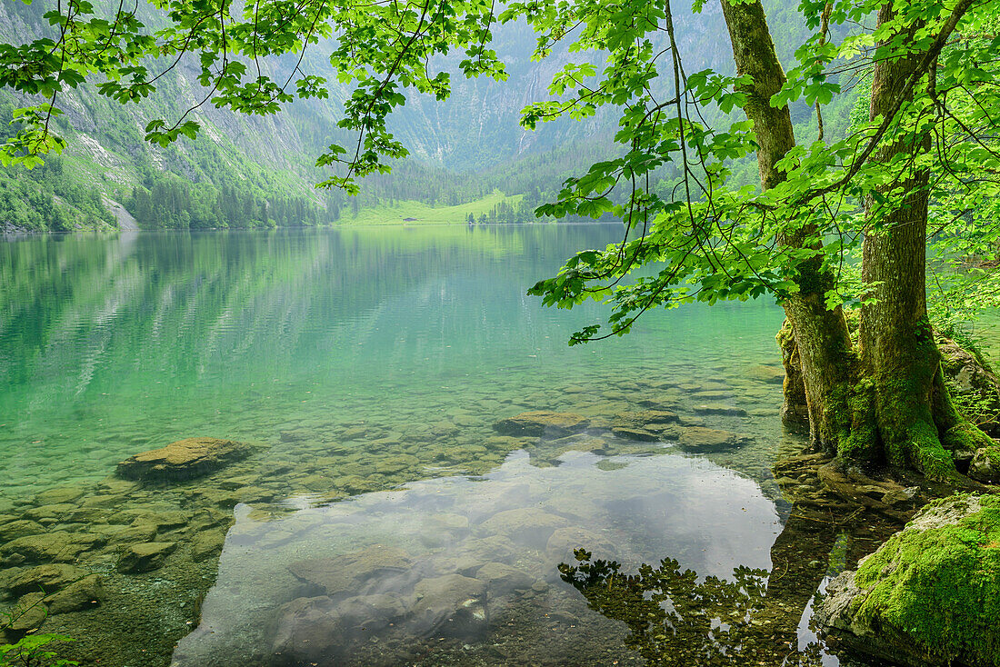 Lake Obersee, National park Berchtesgaden, Berchtesgaden Alps, Berchtesgaden, Upper Bavaria, Bavaria, Germany