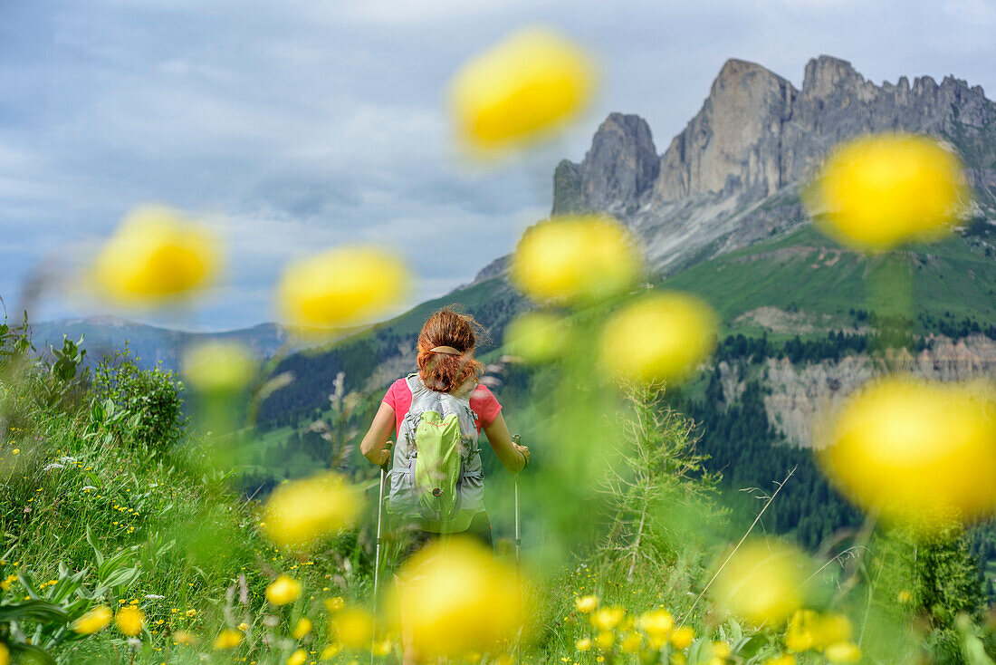 Woman hiking through meadow with flowers, Rosengarten in background, Latemar, UNESCO world heritage Dolomites, Dolomites, Trentino, Italy