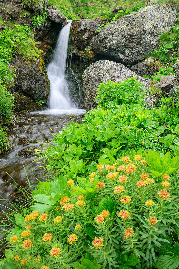 Bachlauf mit Rosenwurz im Vordergrund, Rhodiola rosea, Fassatal, Rosengarten, UNESCO Weltnaturerbe Dolomiten, Dolomiten, Trentino, Italien