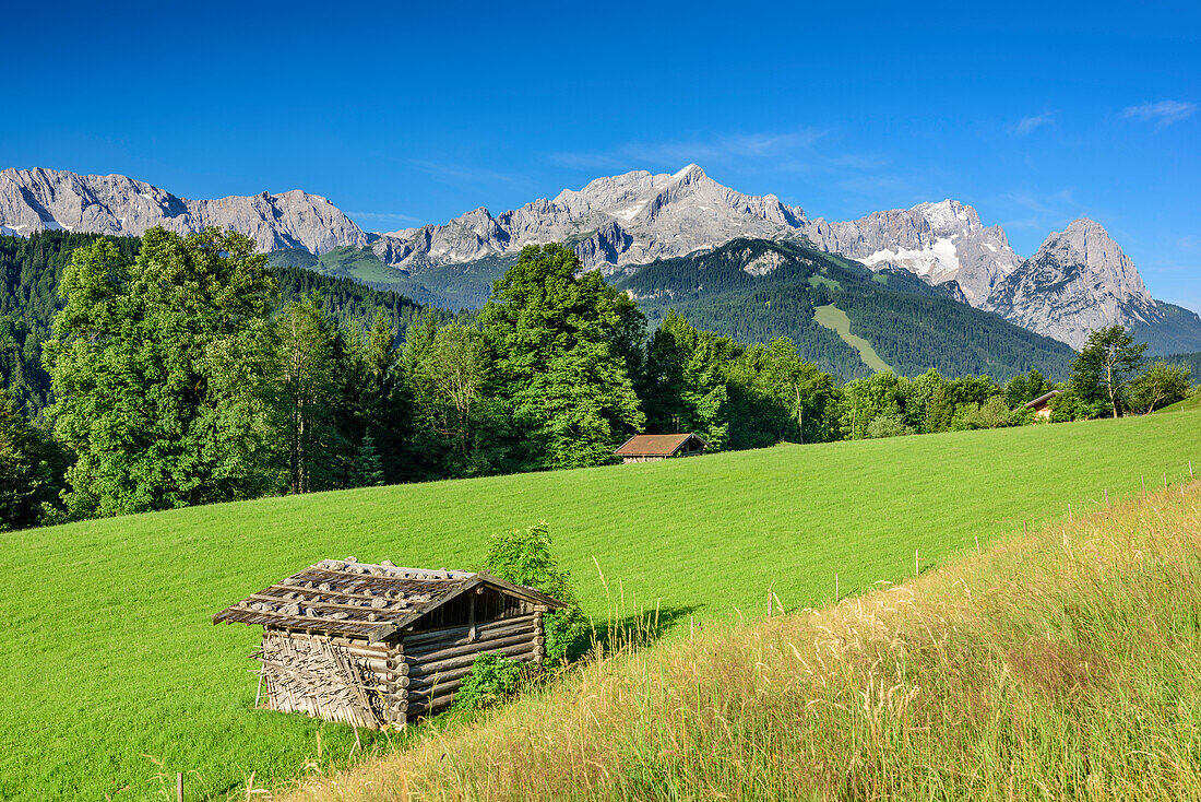 Meadow with haystacks, Wetterstein with Alpspitze, Zugspitze and Waxensteine in background, Werdenfels, Garmisch-Partenkirchen, Wetterstein, Upper Bavaria, Bavaria, Germany