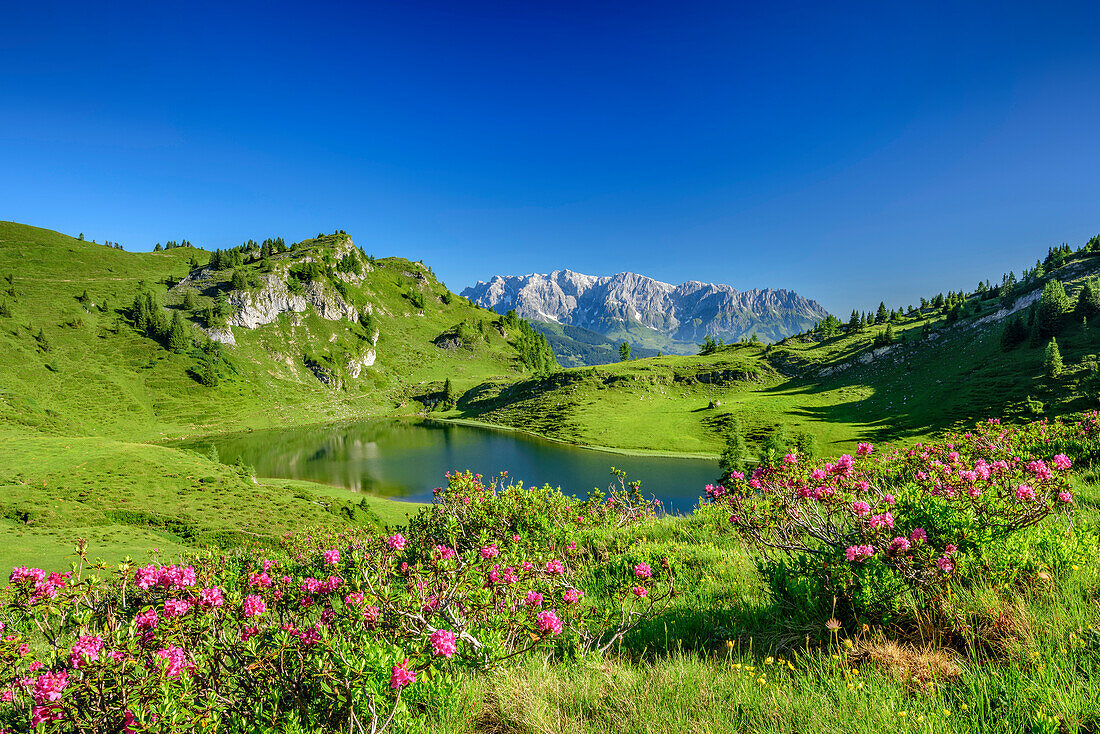 Alpine roses in front of mountain lake with view to Berchtesgade, Ankogel Group, Tauern, Salzburg, Austria