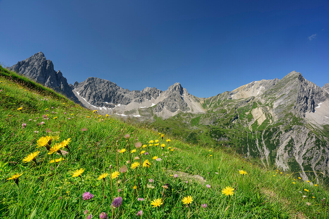 Meadow with flowers with Dremelspitze, Schneekarlespitze, Parzinnspitze and Kogelseespitze in background, Lechtal Alps, Tyrol, Austria