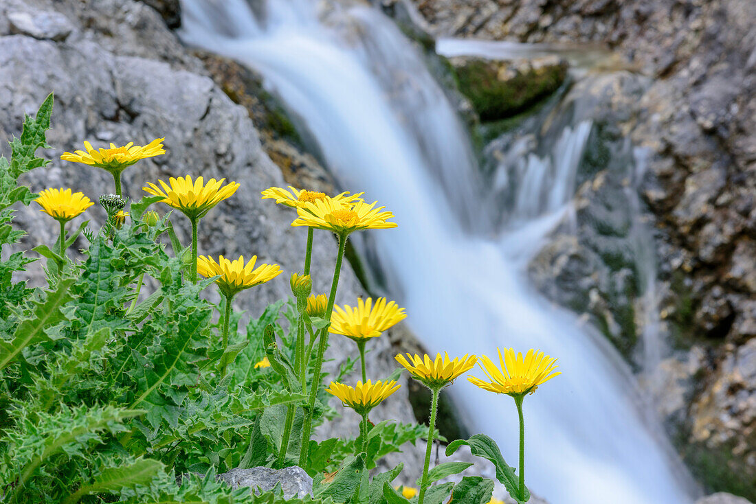 Gelb blühende Gämswurzen mit Gebirgsbach unscharf im Hintergrund, Lechtaler Alpen, Tirol, Österreich