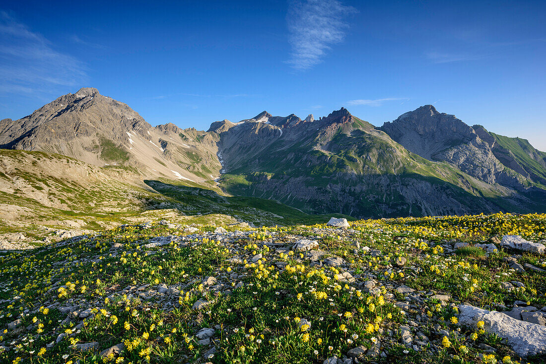 Meager alpine vegetation with Vorderseespitze, Feuerspitze and Fallenbacherspitze in background, Lechtal Alps, Tyrol, Austria