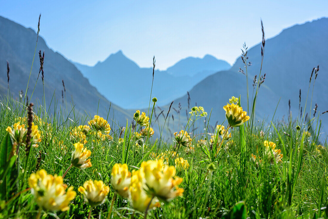 Gelb blühender Hornklee mit Bergen unscharf im Hintergrund, Lechtaler Alpen, Tirol, Österreich