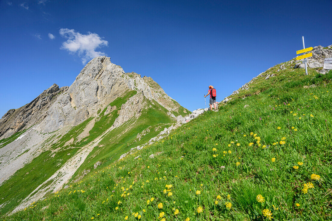 Frau wandert durch Blumenwiese, Felskopf im Hintergrund, Lechtaler Alpen, Tirol, Österreich