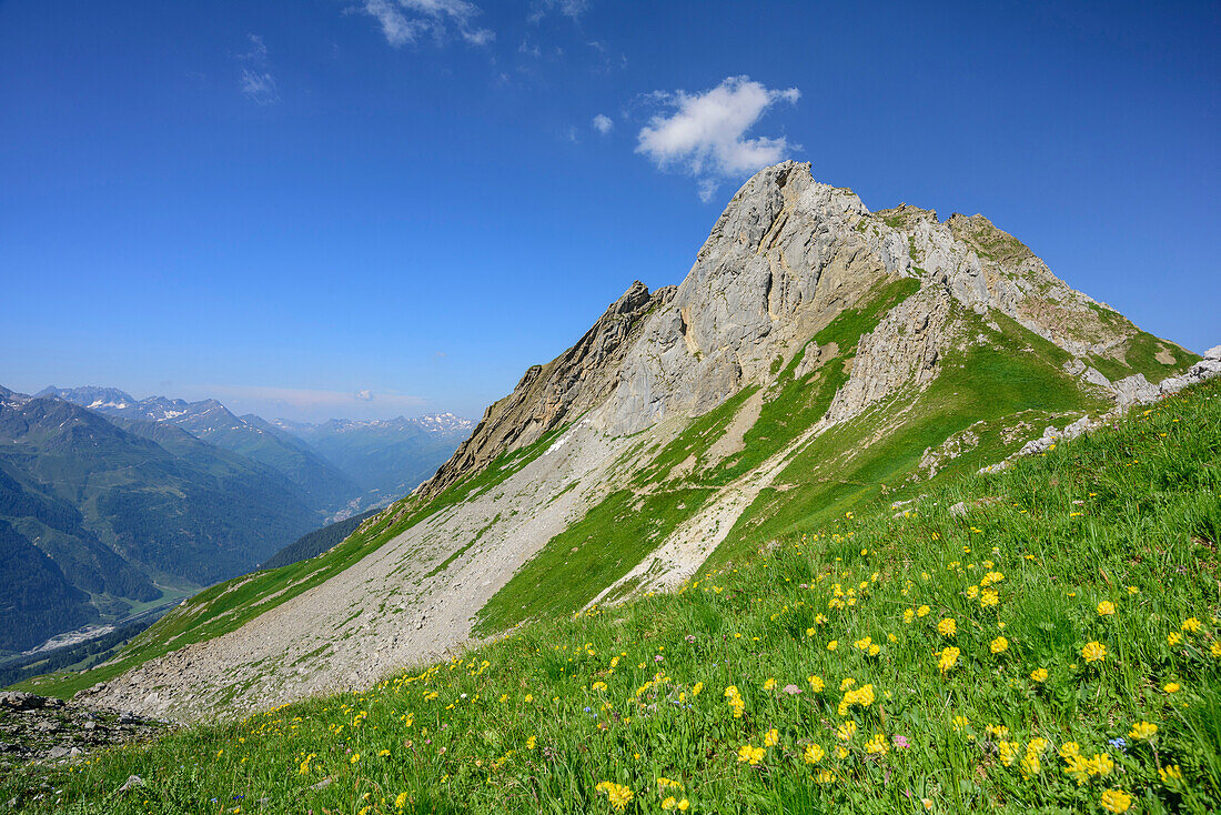 Blumenwiese mit Felskopf im Hintergrund, Lechtaler Alpen, Tirol, Österreich