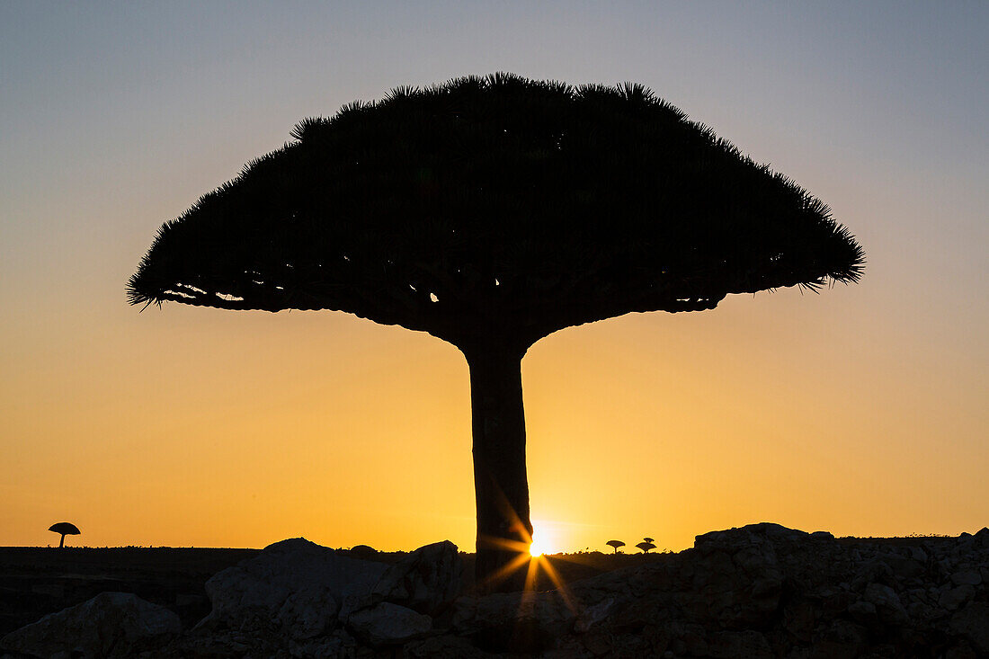 Silhouette of Dragon's blood tree at sunset, Dixam Plateau, Socotra, Yemen