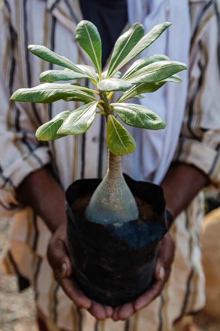Man holding potted tropical plant, Hadibo, Socotra, Yemen