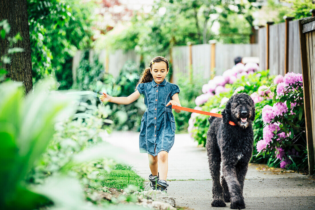 Mixed race girl walking dog on suburban sidewalk, Seattle, WA, USA