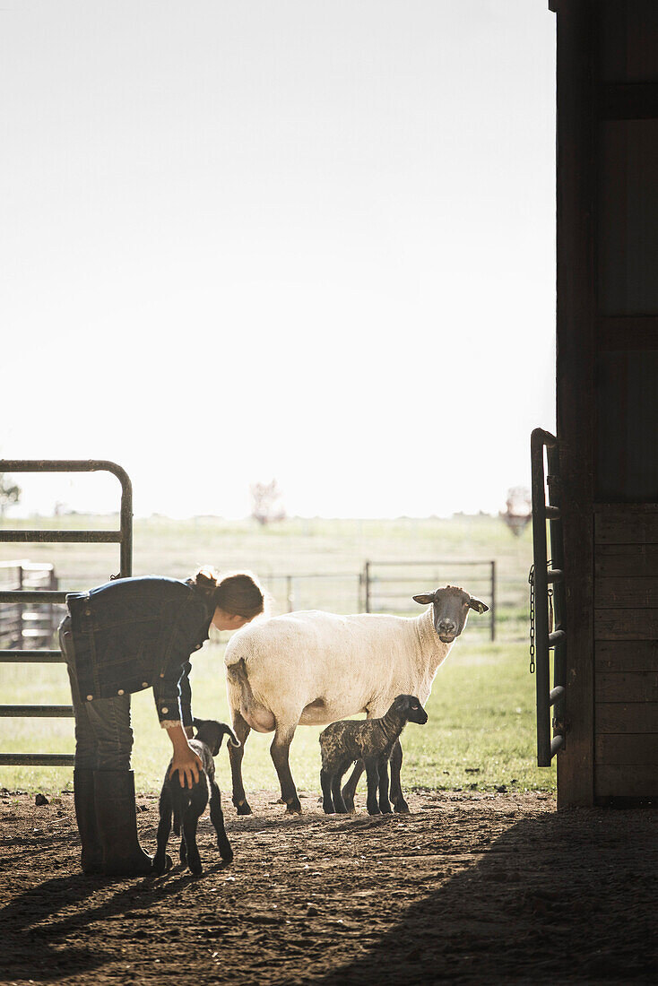 Sheep watching mixed race girl petting lamb in barn, Nampa, Idaho, USA