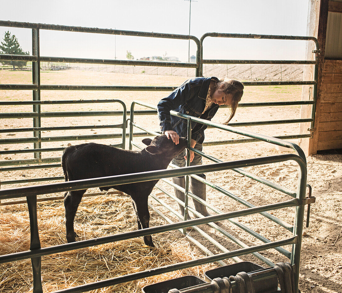 Mixed race girl petting calf in barn, Nampa, Idaho, USA