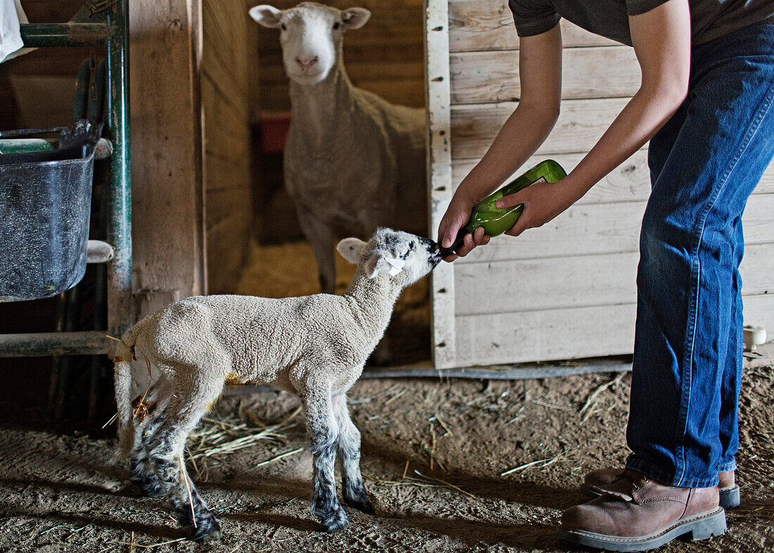 Mixed race boy feeding lamb on farm, Nampa, Idaho, USA