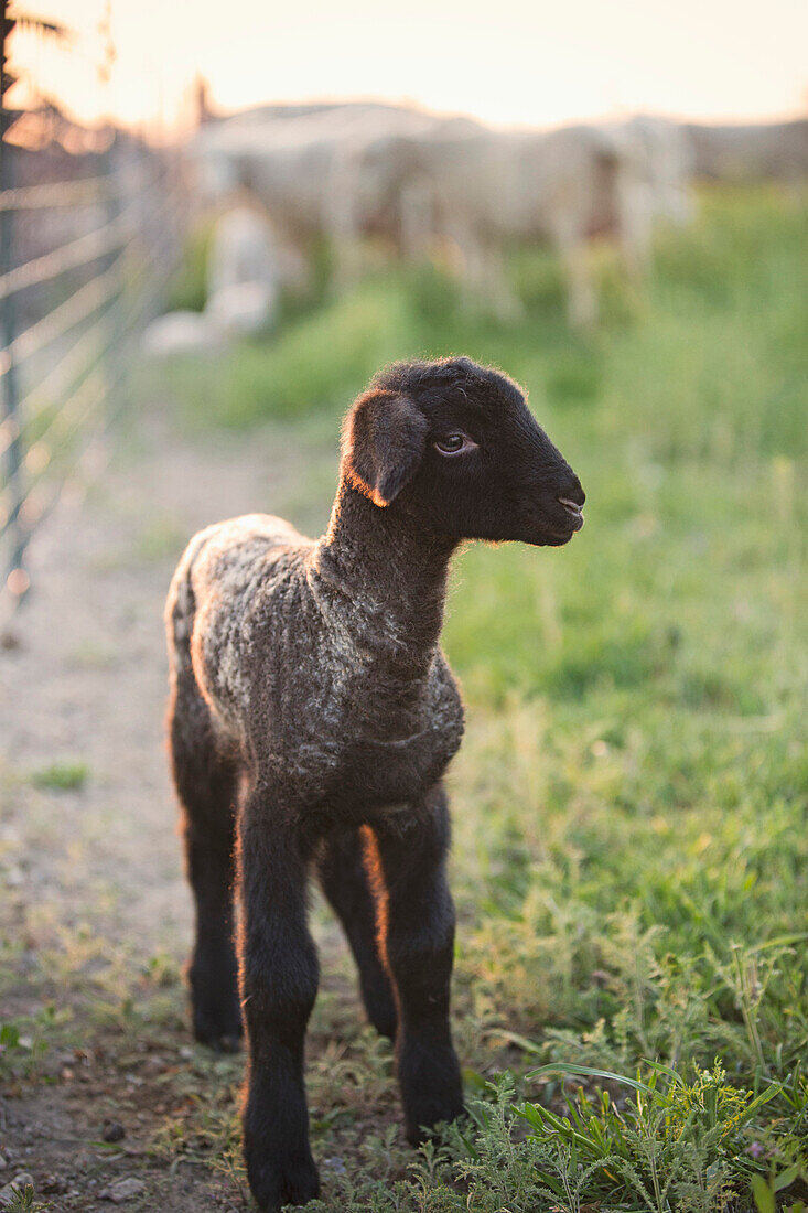 Lamb standing in field on farm, Nampa, Idaho, USA