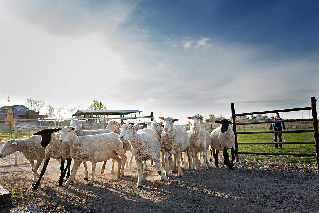 Sheep herding into pen on farm, Nampa, Idaho, USA