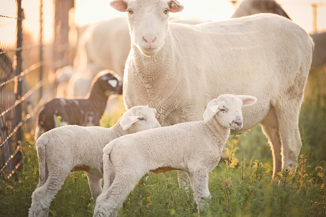 Sheep standing over lambs on farm, Nampa, Idaho, USA