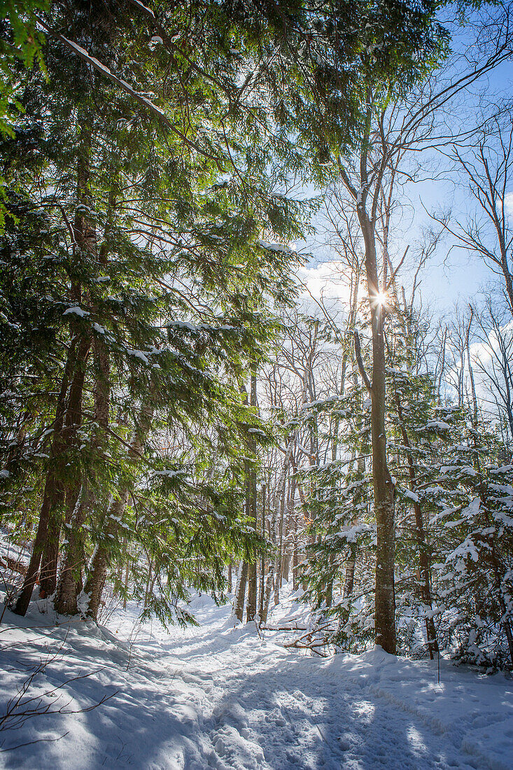Trees growing in snowy forest, Charlevoix, mi, usa