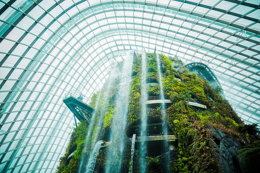 Moss growing on structure in greenhouse, Singapore, Republic of Singapore, Republic of Singapore