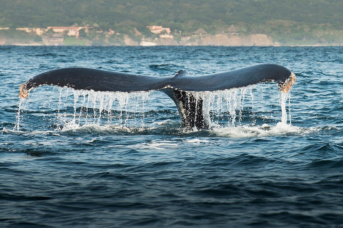 Whale lifting its tail out of water, Riviera Nayarit, Nayarit, Mexico