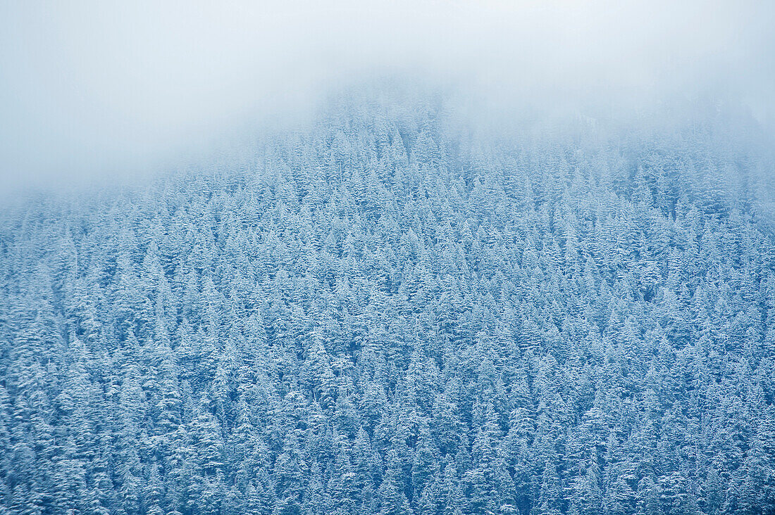 Aerial view of snowy trees, Seattle, washington, USA