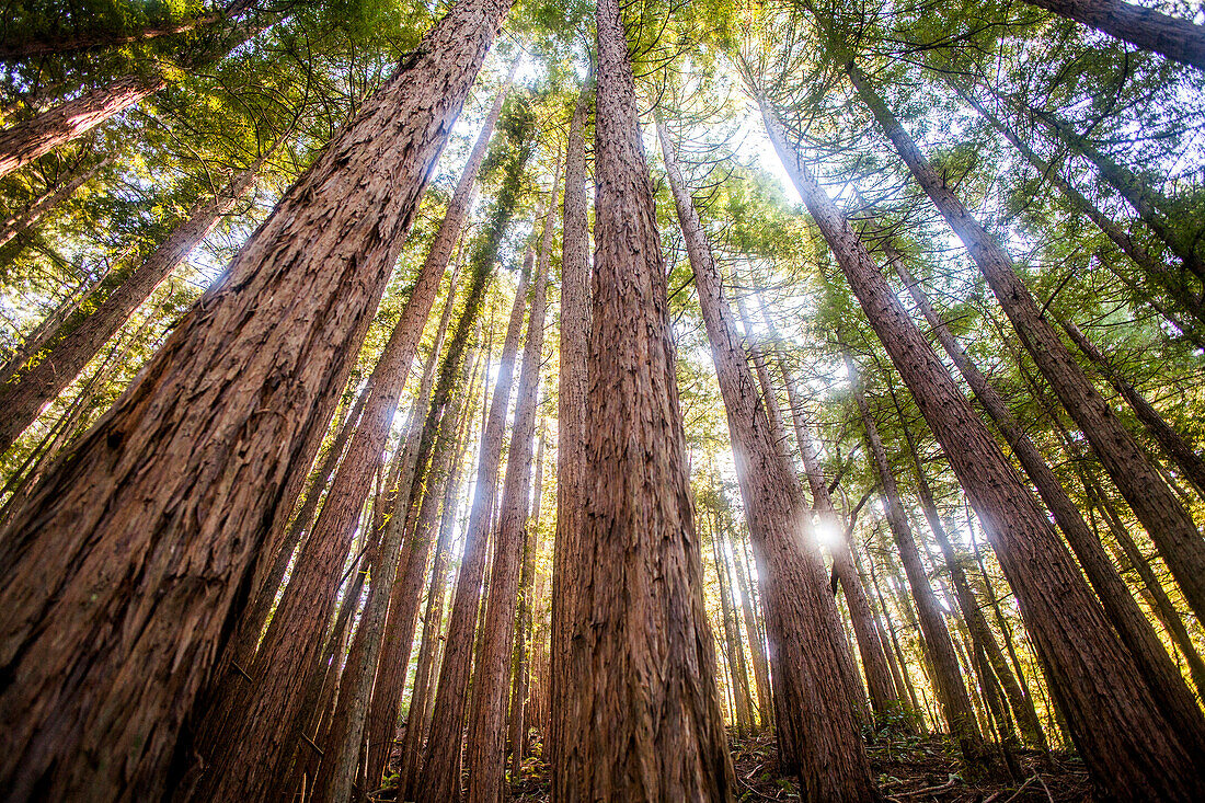 Low angle view of trees in sunny forest, Muir Woods, California, United States