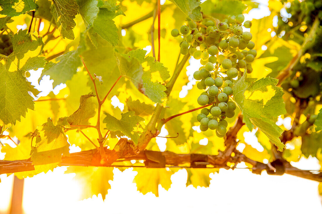 Close up of grapes growing on vine in vineyard, Walla Walla, WA, USA